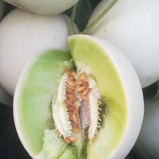 莘县玉菇甜瓜  诚实代办为你服务，承接个大平台
