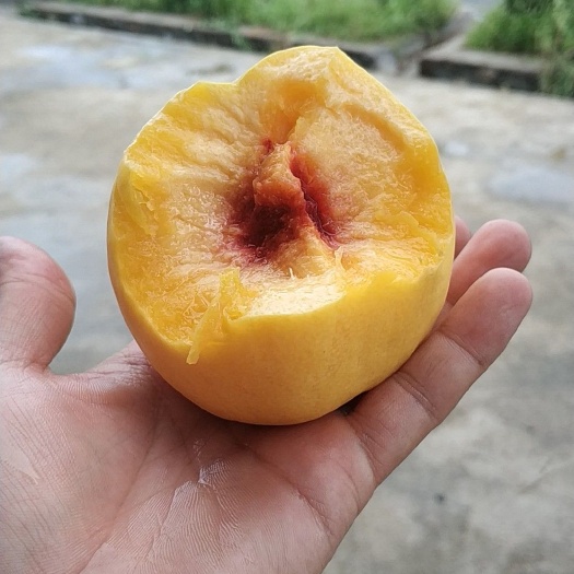 蒙阴县黄桃  黄金水蜜桃，口感好吃，孕妇放心水果