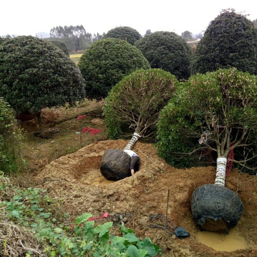 祁阳市普通桂花树