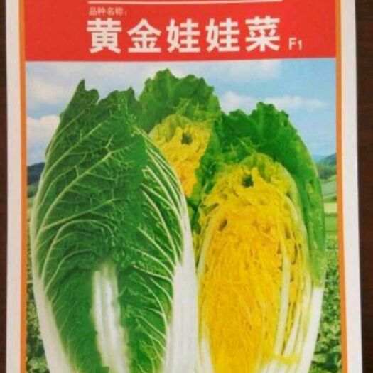 扶沟县黄金娃娃菜种子抗病黄心菜早熟商品性强产量高经济效益高