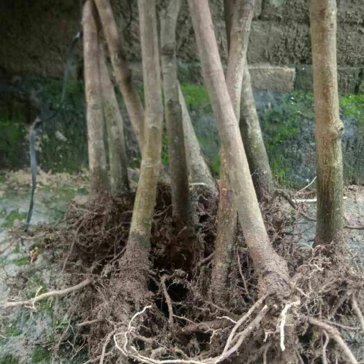 灵山县金煌芒果苗