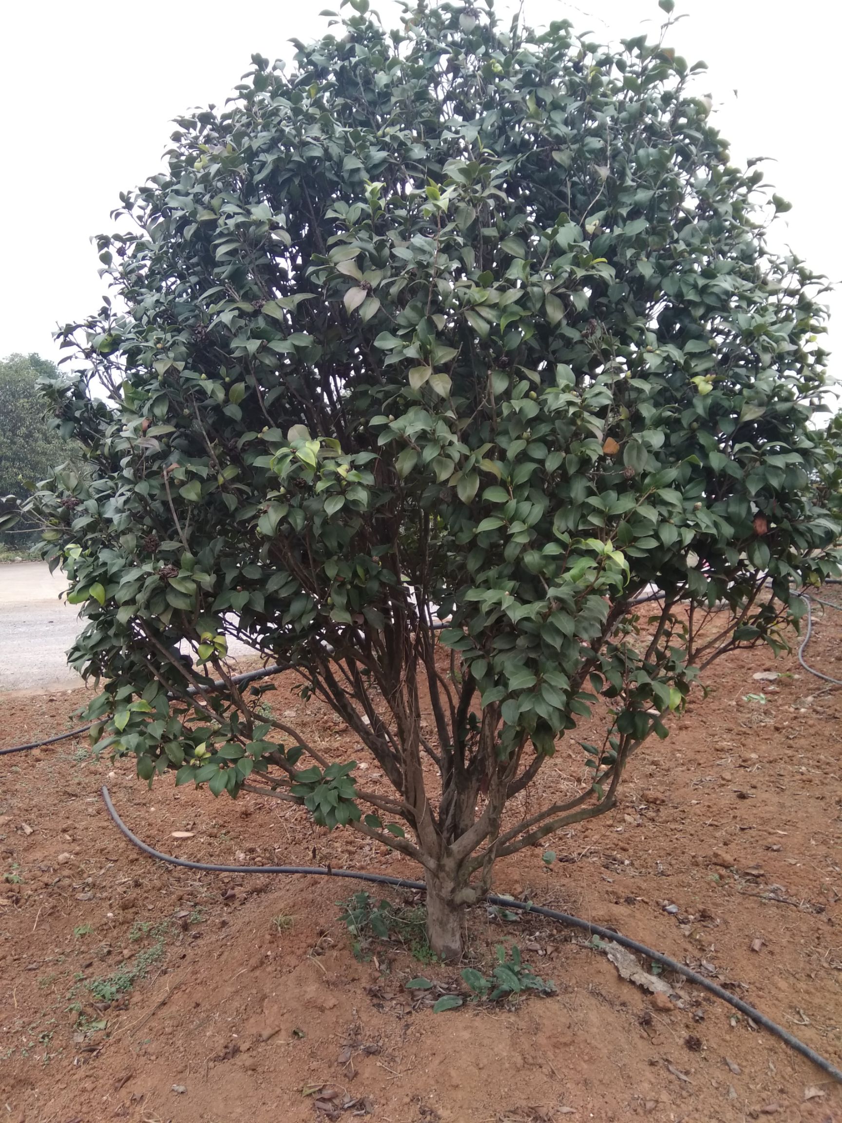 七芯茶花  大茶花树山茶耐冬庭院绿化苗四季盆栽当年开花花苗