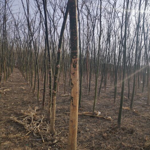会宁县国槐  无病虫害宜活，适合全国各地种植。