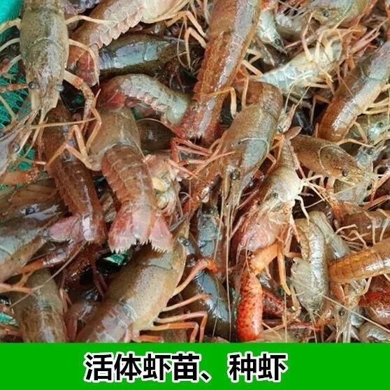 青虾苗 