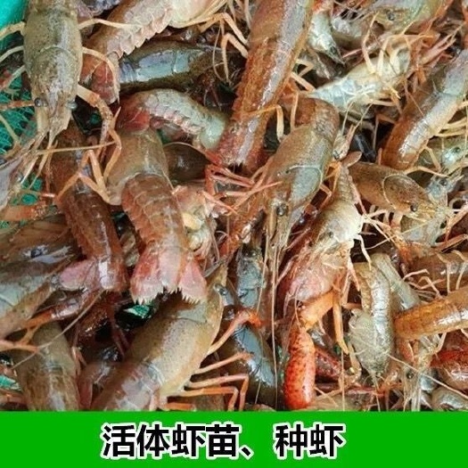 宿迁青虾苗 