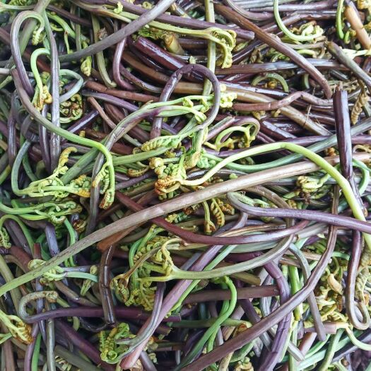 茂县野生蕨菜 鲜货 