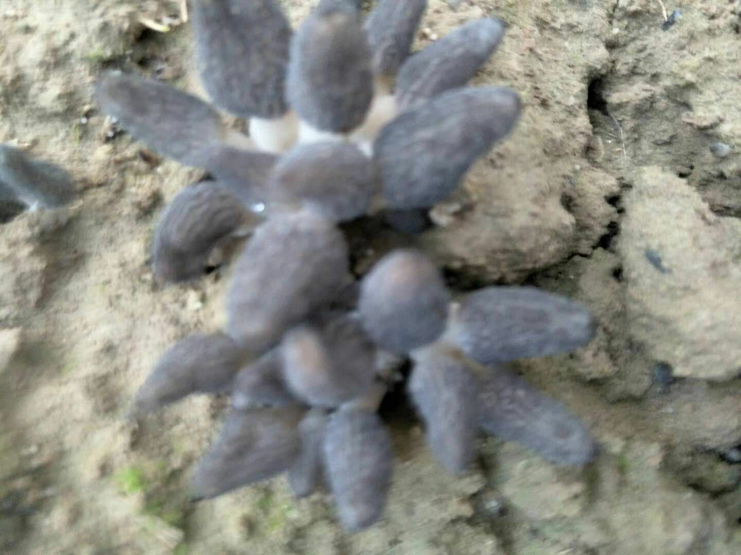 羊肚菌菌种  羊肚菌一级试管母种，