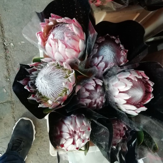 昆明花王  帝王花