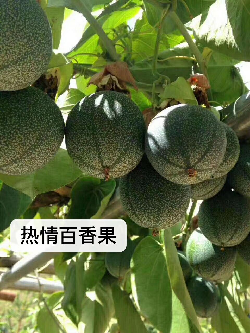 哥伦比亚百香果苗 