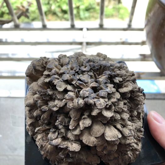 庆元县栗蘑  盒装 鲜货 庆元灰树花 鲜舞茸
