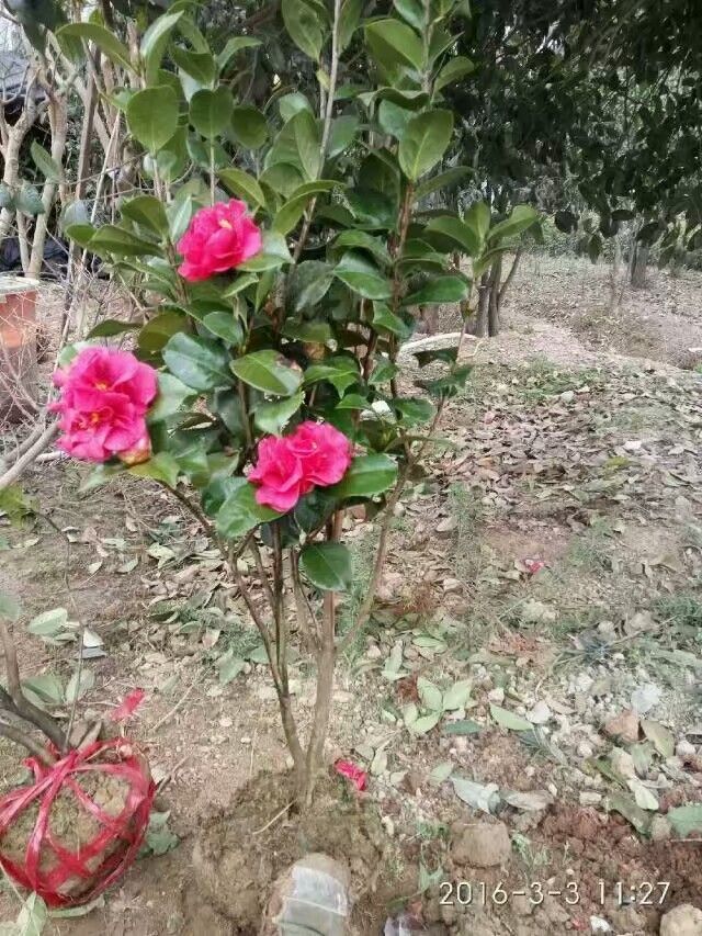 七芯茶花  大茶花树山茶耐冬庭院绿化苗四季盆栽当年开花花苗