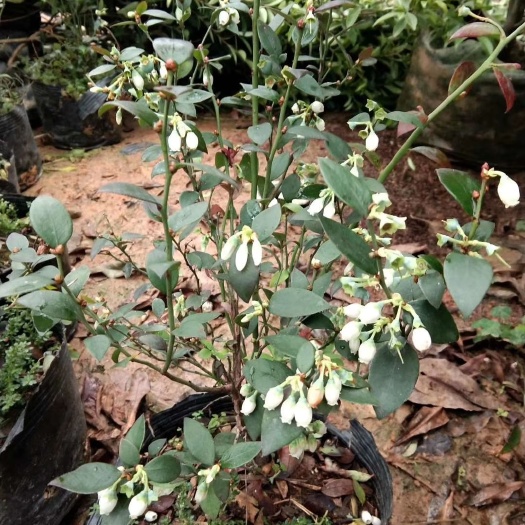 灵山县兔眼蓝莓苗 