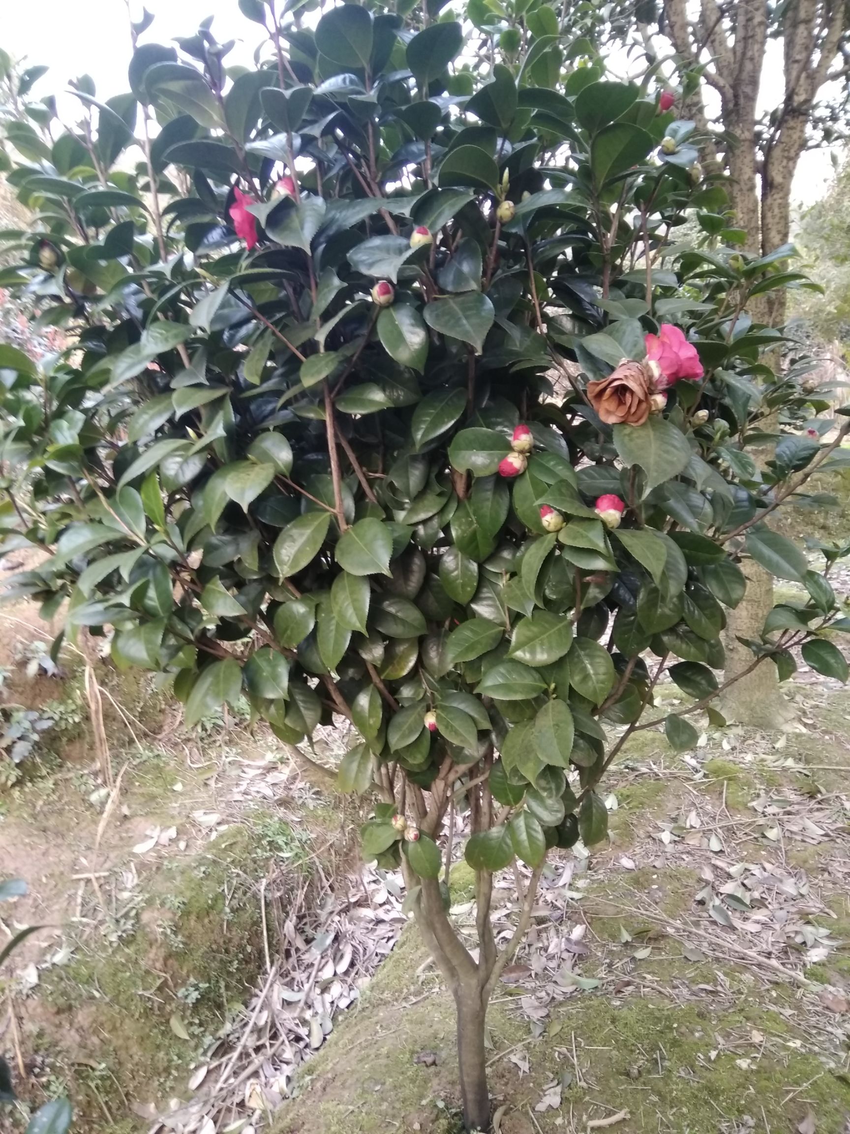 七芯茶花  大茶花树山茶耐冬庭院绿化苗四季盆栽当年开花花苗