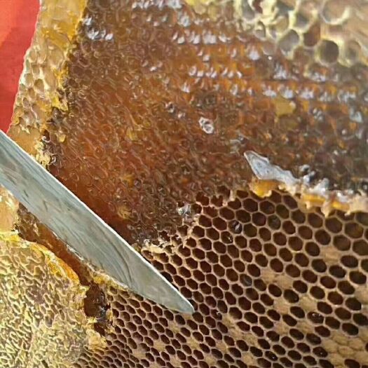 海口荔枝蜜 塑料瓶装 2年 