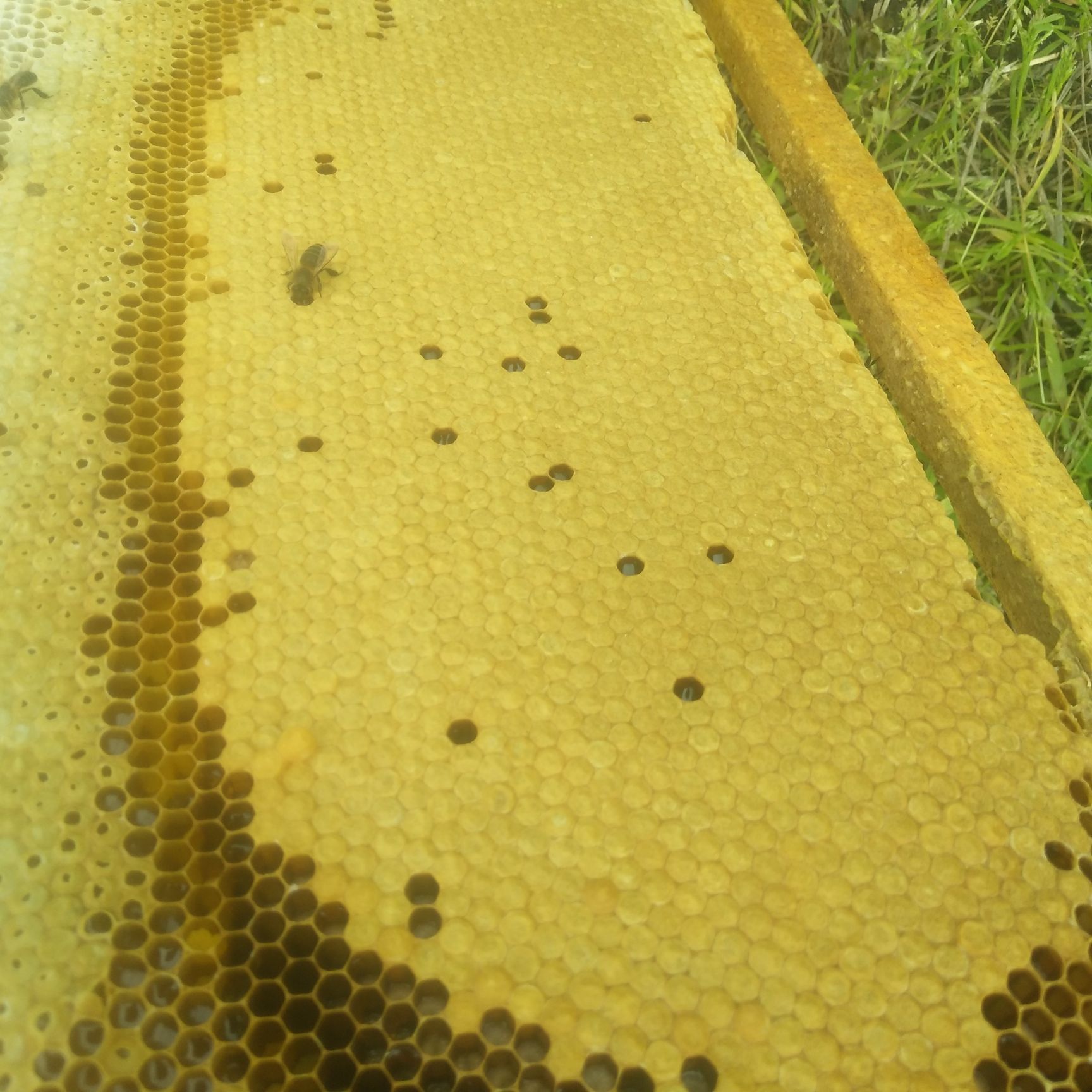 崇州市中华蜜蜂  四川土蜂，量大从优