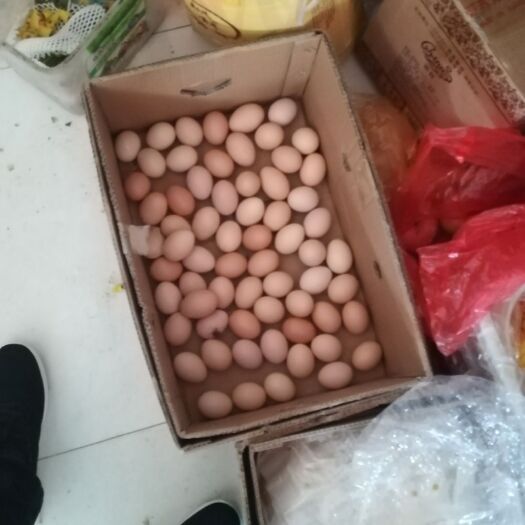 沙洋县土鸡蛋 简包装 食用
