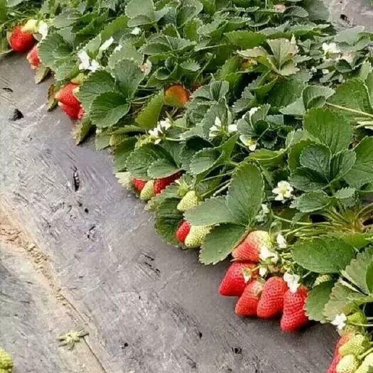 泰安章姬草莓苗  红颜 章姬 法兰帝 奶油草莓苗品种多多欢迎选购