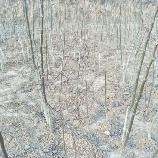 平凉山核桃苗 