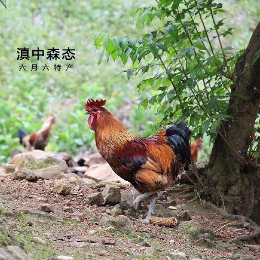 华宁县土鸡  5-6斤 统货 滇中森态出品-六月六特产
