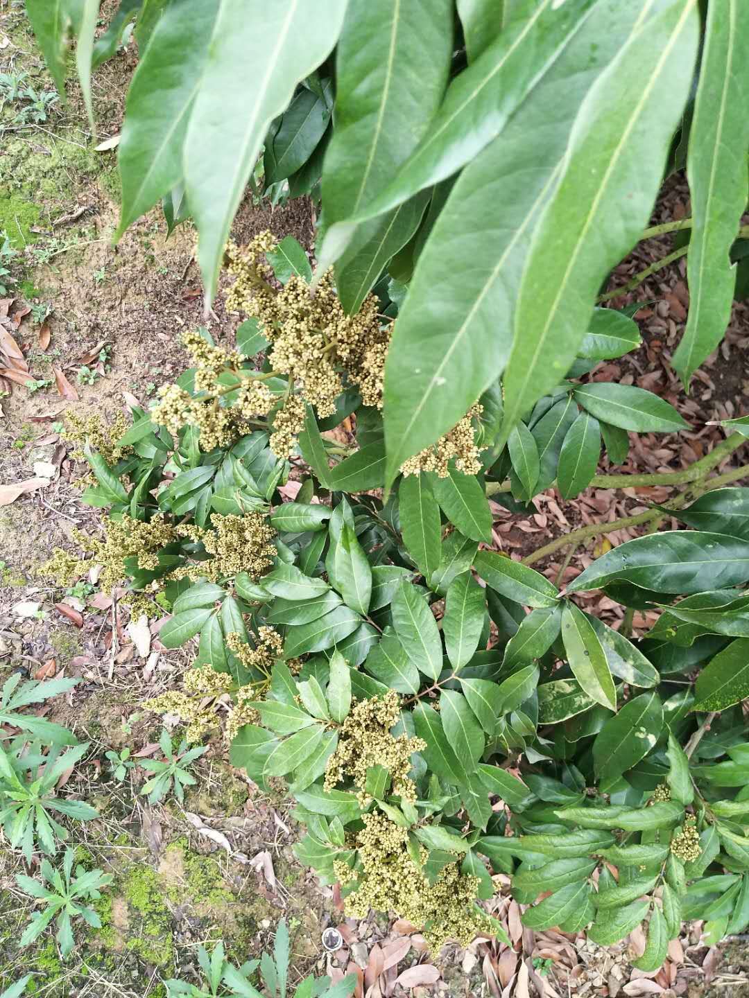 妃子笑荔枝苗 