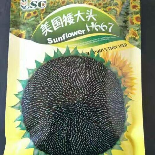 向日葵种子 杂交种 ≥95% 