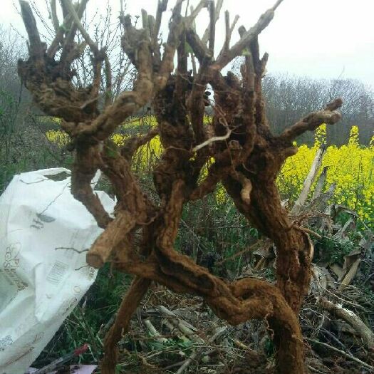 淮南野生枸杞苗