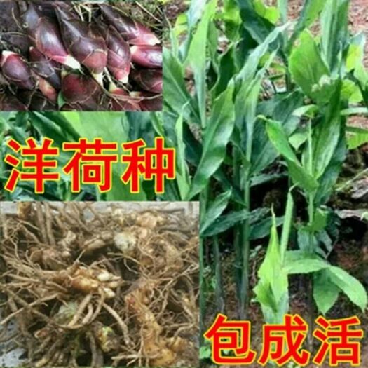 宜昌阳荷 