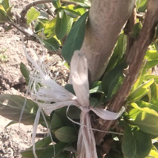 原阳县四季金银花  10年的金银花老桩