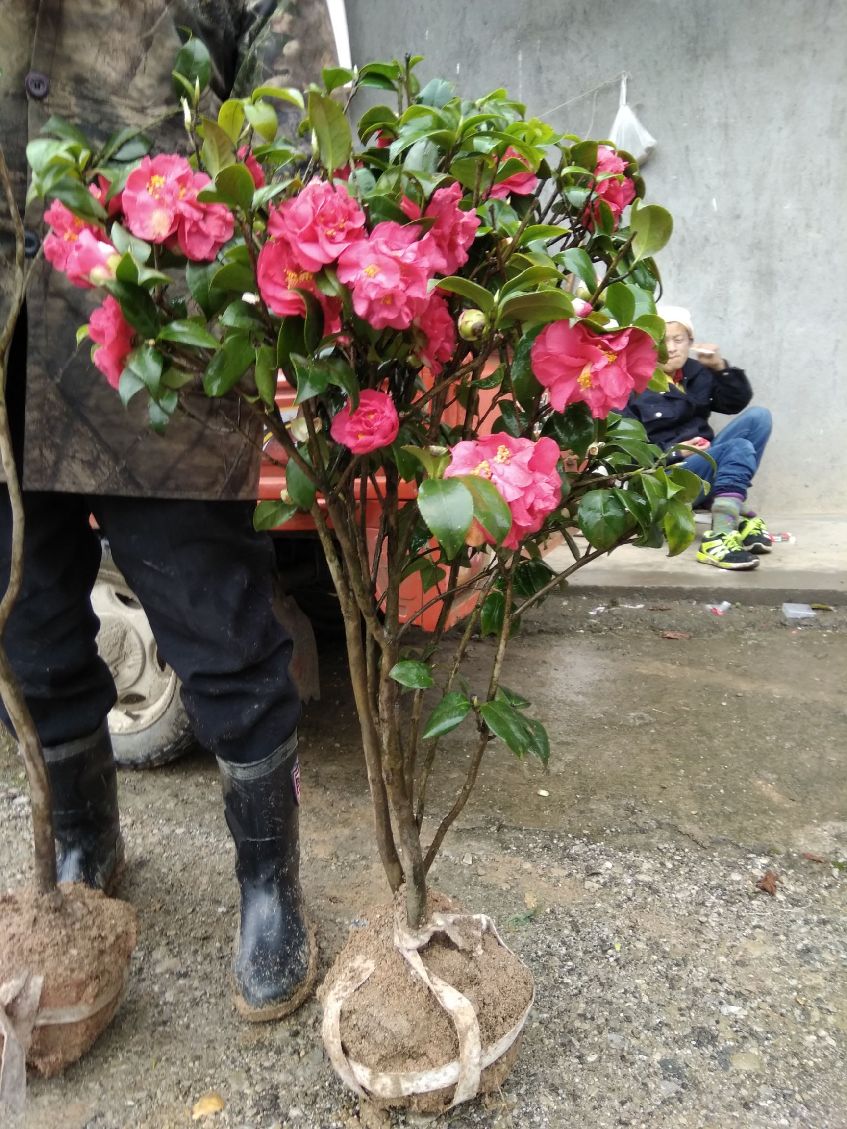 七芯茶花  大茶花树山茶耐冬庭院绿化苗四季盆栽当年开花花苗