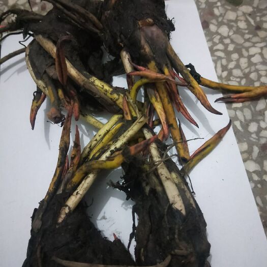 沭阳县睡莲