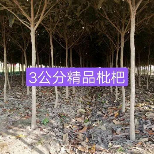 东台市白沙枇杷苗 