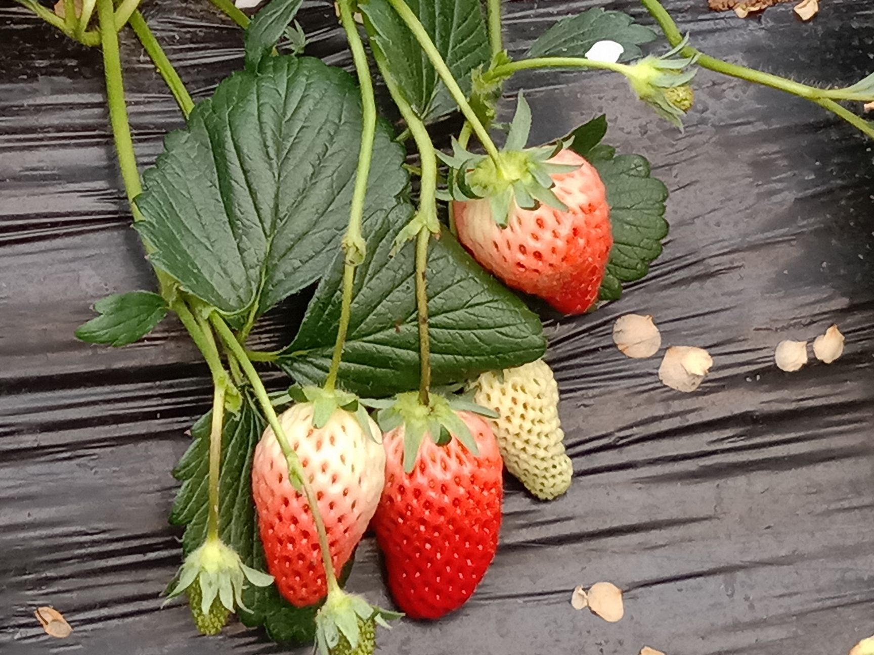 章姬草莓苗 10公分以下 穴盘苗 