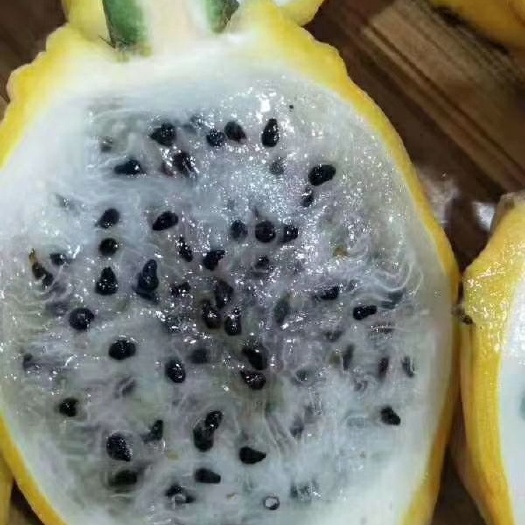 灵山县燕窝火龙果苗