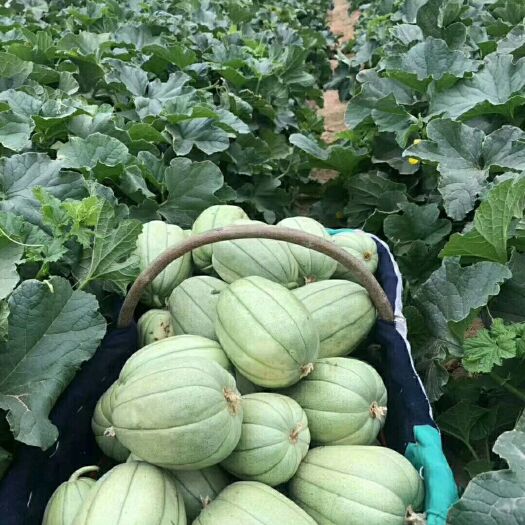 绥德县芝麻蜜香瓜 0.3斤以上