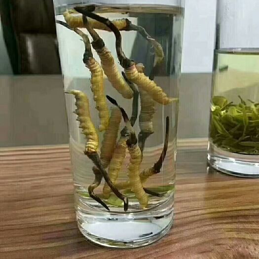 香格里拉冬虫夏草 