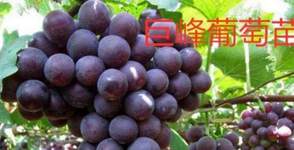 平邑县巨峰葡萄苗 