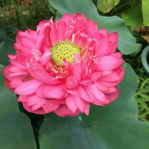 安新县 精品荷花苗