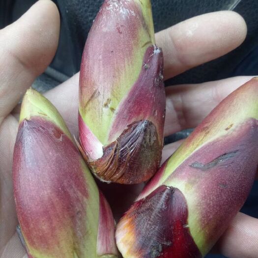 绵阳刺老芽 箱装 露天 鲜货 