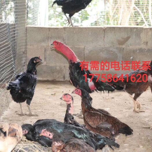 南宁狮头鹅苗 纯种越南斗鸡苗批发