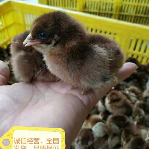 南宁青脚麻鸡苗 统货