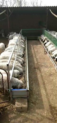 忻州绵羊 30-50斤 