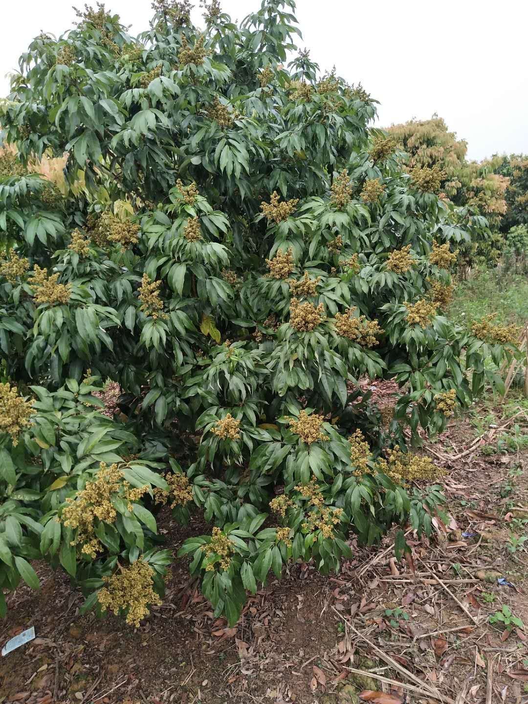 妃子笑荔枝苗 