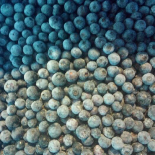 锦屏县兔眼蓝莓 量大从优！基地直供！年产八百吨！欢迎厂家直聊