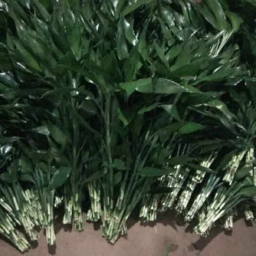 海口富贵竹 小竹，60到55厘米