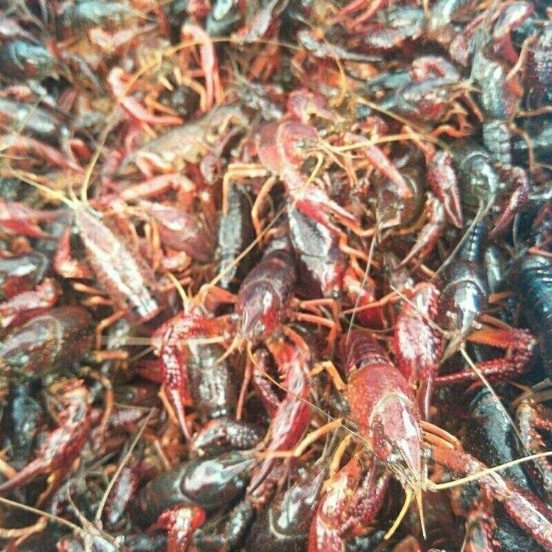 青虾苗 