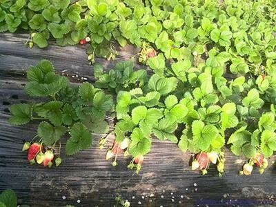 泰安奶油草莓苗 10~20公分 地栽苗