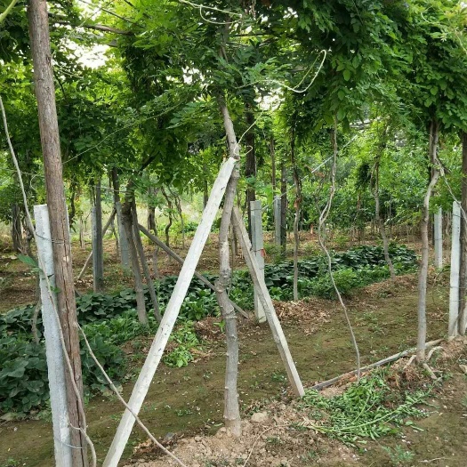 泰安多花紫藤 2.5~3米 4~5公分 