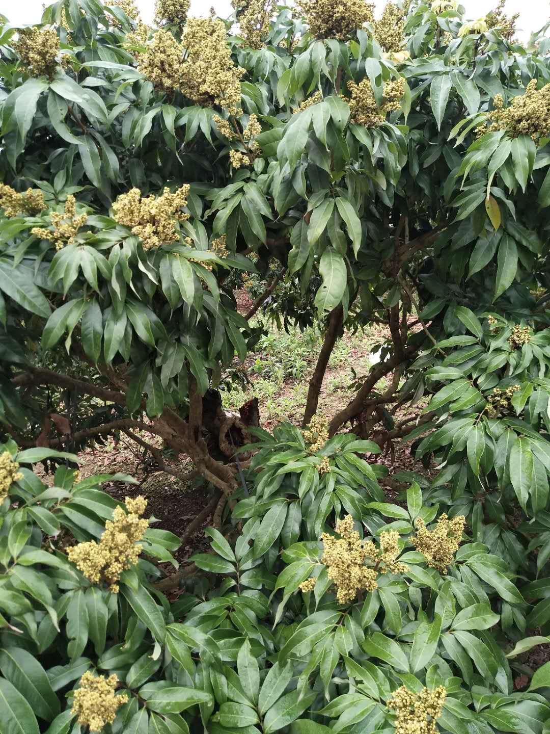 妃子笑荔枝苗 