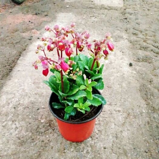 沭阳县长寿花盆栽  宫灯长寿花