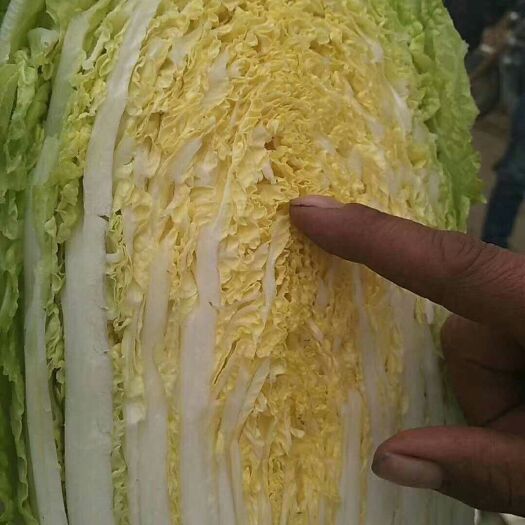 郯城县韩国黄心白菜-质量保证-基地直供
